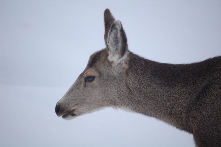 Mule Deer