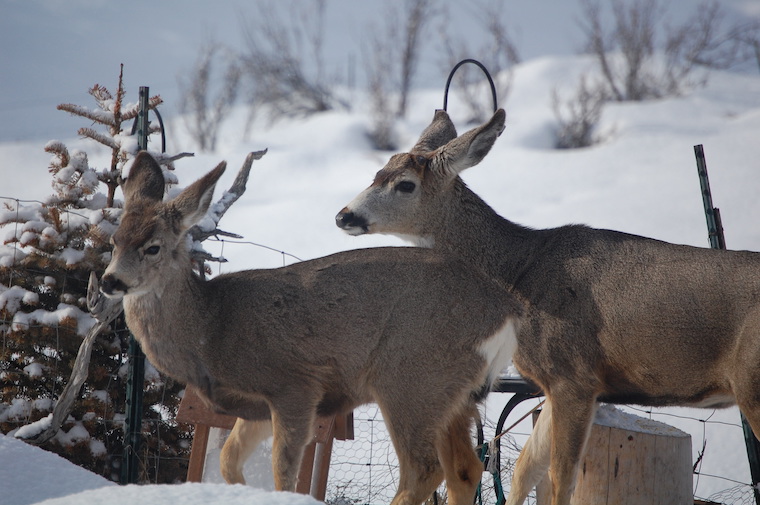 Mule Deer