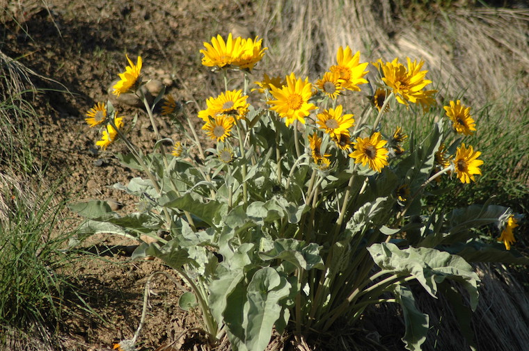 yellow flowers