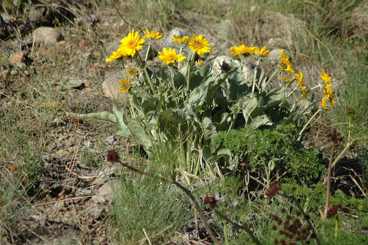 yellow flowers