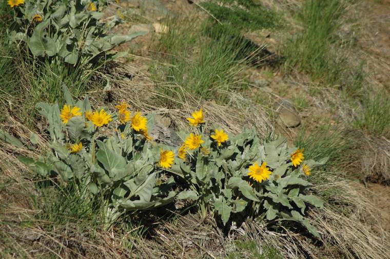 yellow flowers
