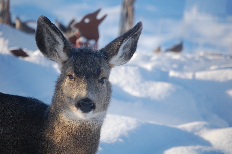 Mule Deer