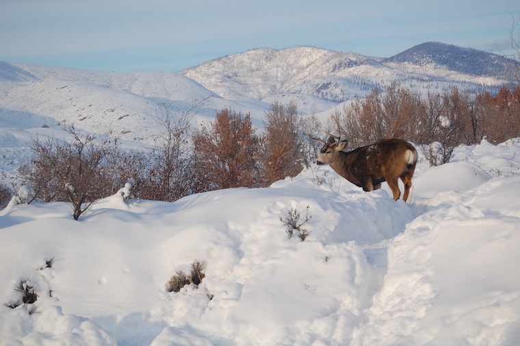 Mule Deer