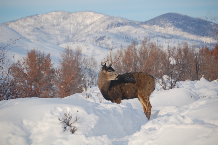 Mule Deer