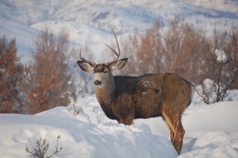 Mule Deer