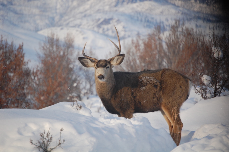 Mule Deer