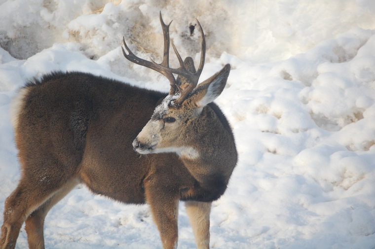 Mule Deer