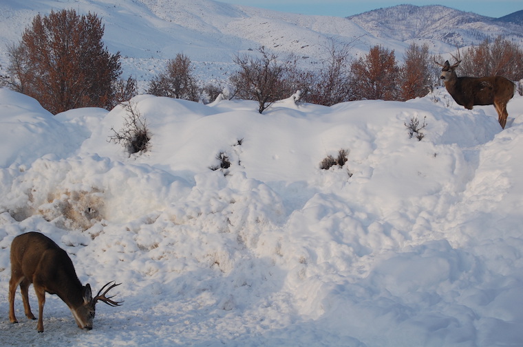 Mule Deer