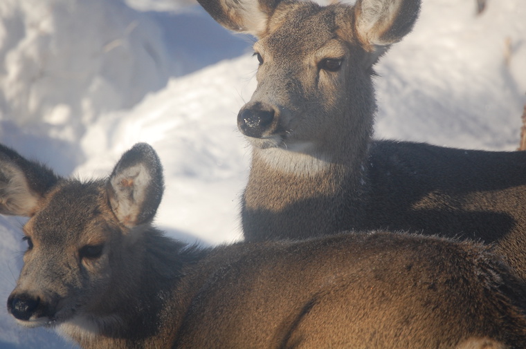 Mule Deer