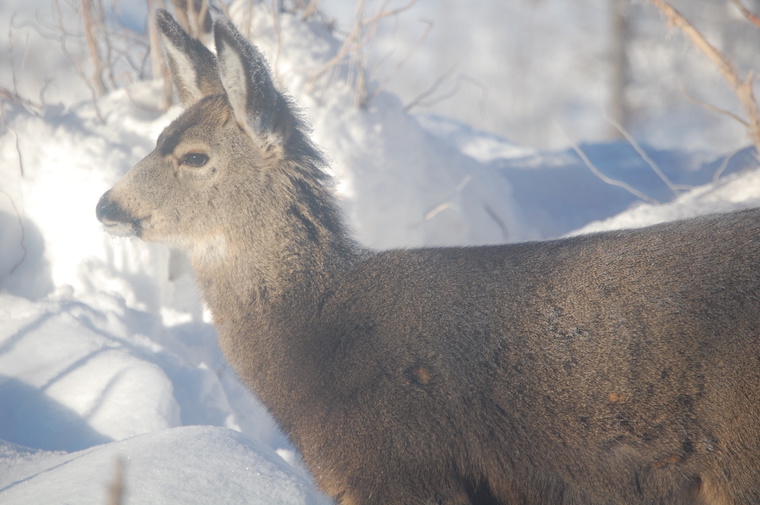 Mule Deer
