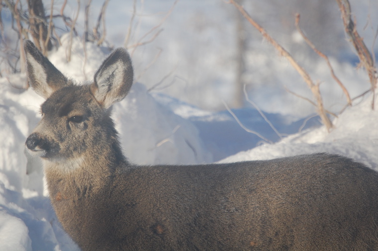 Mule Deer