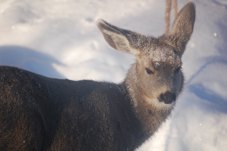 Mule Deer