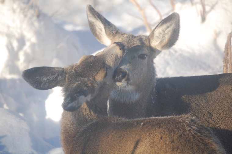 Mule Deer