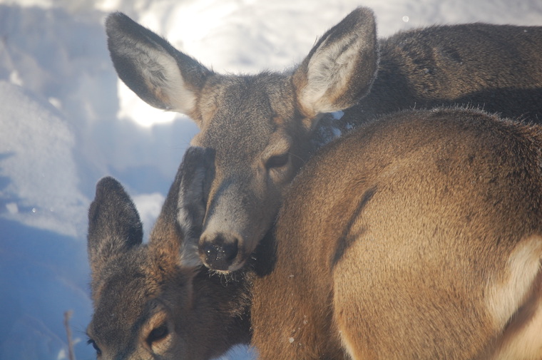 Mule Deer