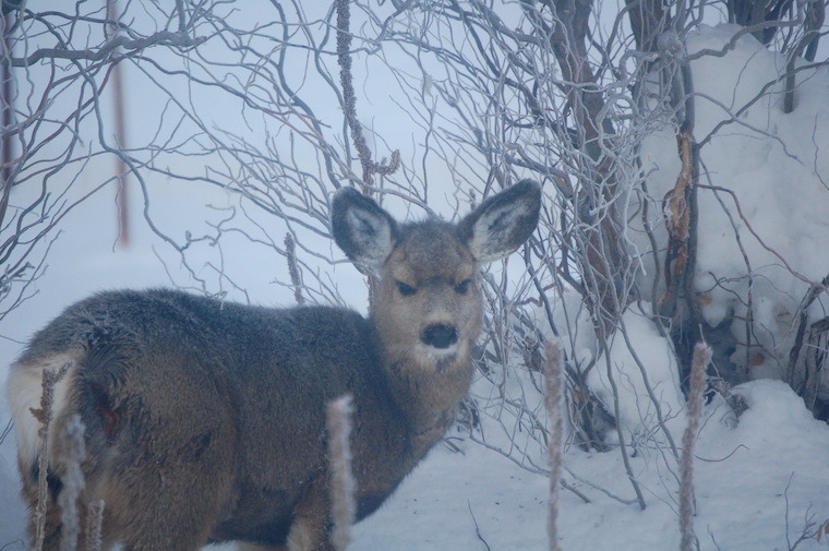Mule Deer