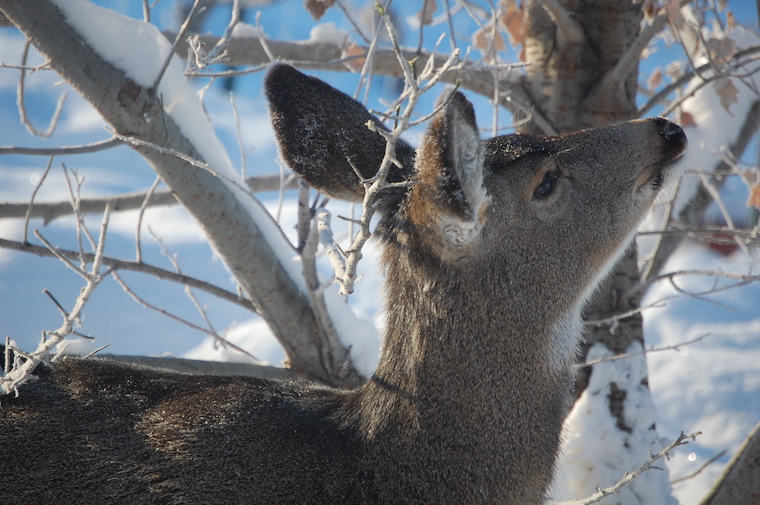 Mule Deer