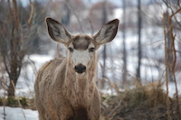 Mule Deer