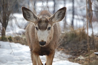 Mule Deer
