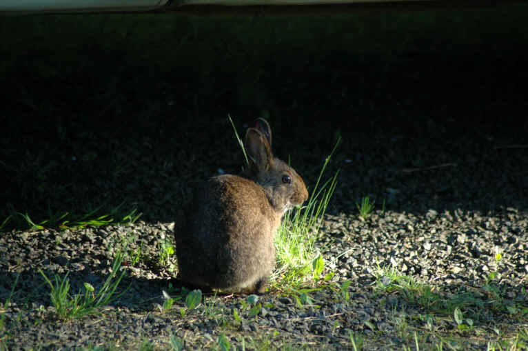 brush rabbit