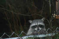 Raccoon - 020