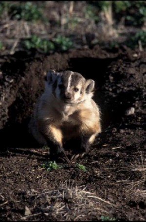 Badger