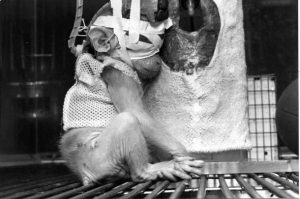 protesting animal testing