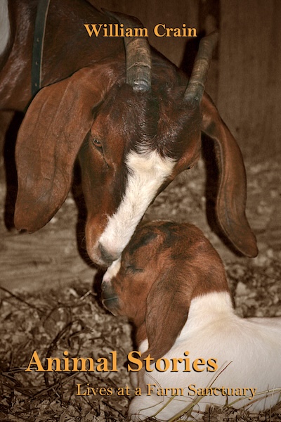 sanctuary stories