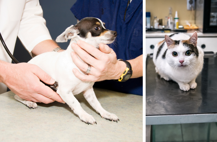 dog and cat at vet