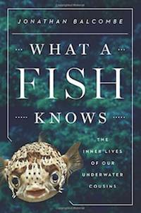 fish knows