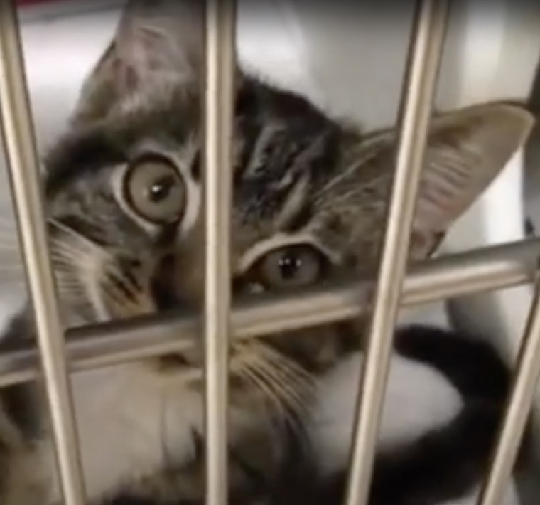 caged Kitten