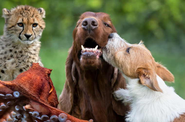 dogs, cheetah cub, and octopus
