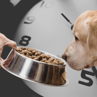 clock and human offering food to dog