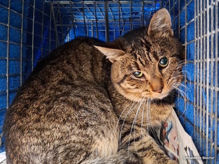 brown tabby cat