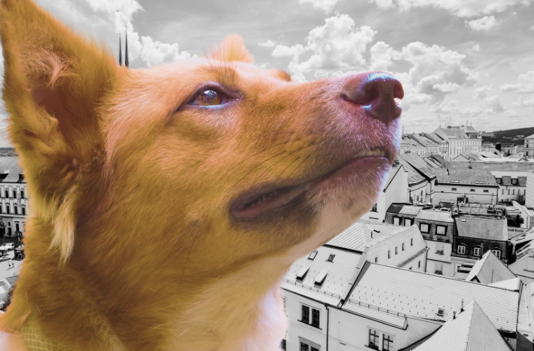 dog and Brno, Czech Republic