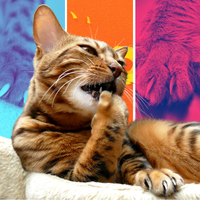 cat licking paw