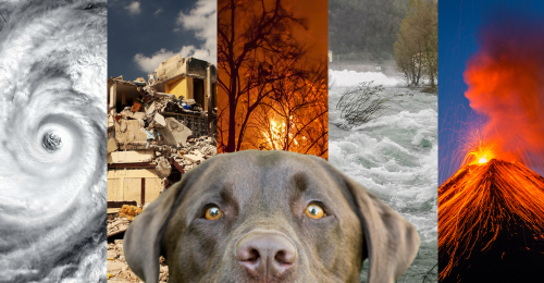 cat, dog, and natural disasters