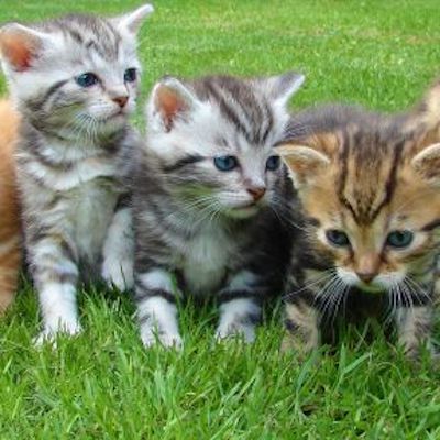Kittens