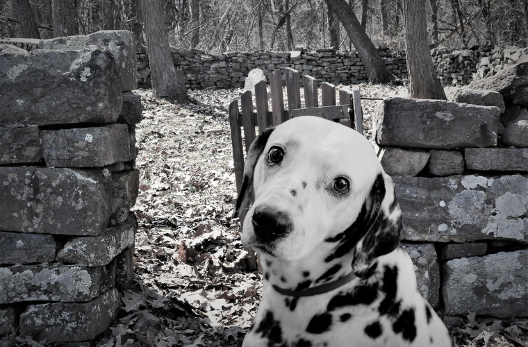 dog and cemetery gate