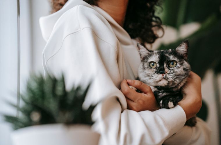 cat in someone's arms