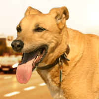 dog panting