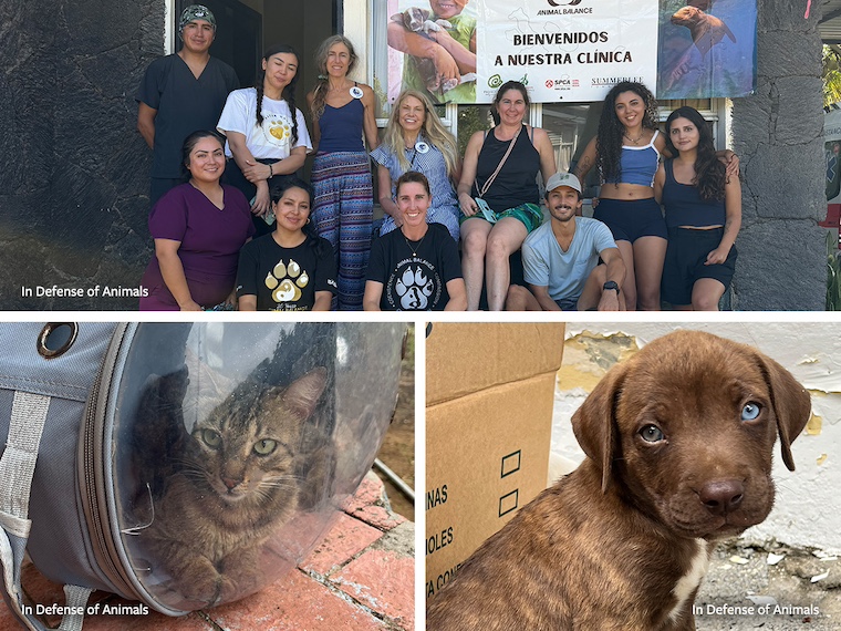 humans, cat, and dog