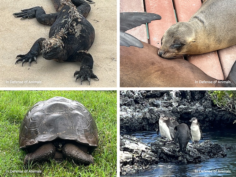 creatures of Galápagos