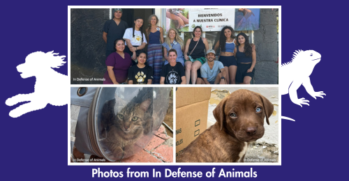 humans, cat, and dogs