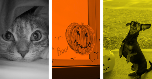 cat, Halloween decorations, dog