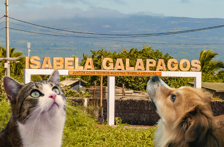 cat, dog, and sign on the island of Isabela