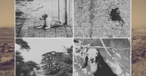 dog, goat, cedars, and damaged wall