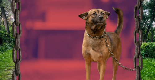 chained dog