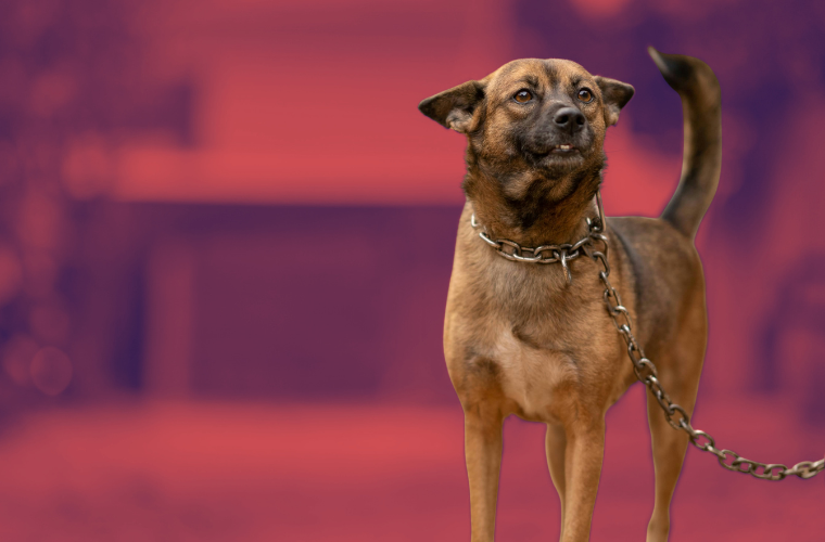chained dog