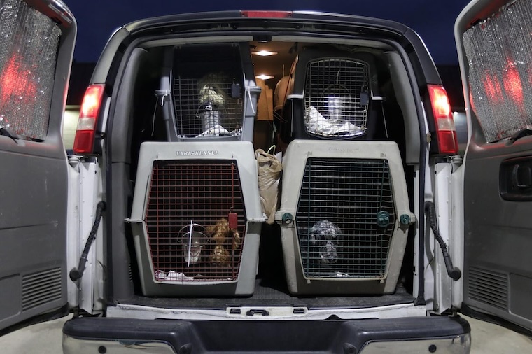 caged Dogs