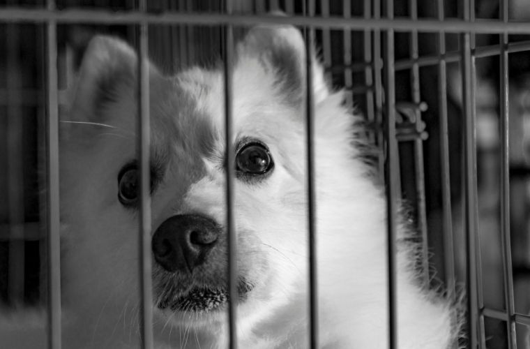 dog in cage